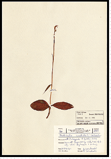 Neottianthe cucullata (L.) Schltr.