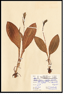 Platanthera bifolia (L.) Rich.