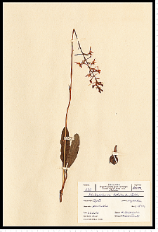 Platanthera bifolia (L.) Rich.