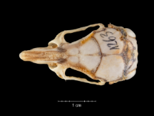 Gerbillus pyramidum