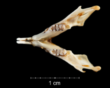 Gerbillus pyramidum