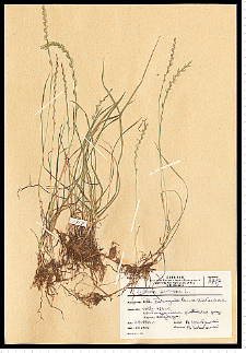 Lolium perenne L.