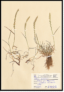 Lolium perenne L.