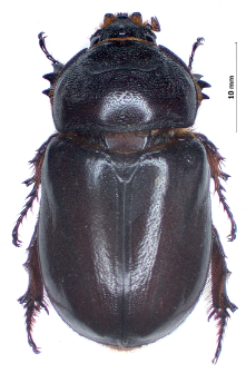 Oryctes nasicornis (Linnaeus, 1758)