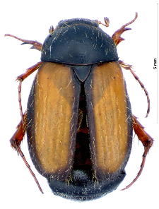 Omaloplia nigromarginata (J.F.W. Herbst, 1786)