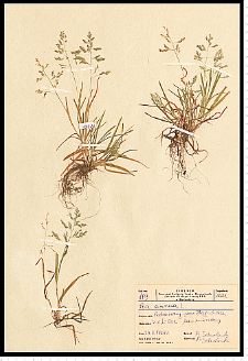 Poa annua L.