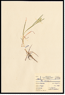 Poa annua L.