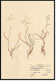 Poa annua L.