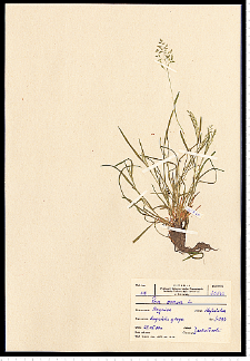 Poa annua L.