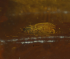 Chironomidae (Orthocladiinae)