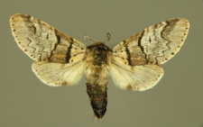 Furcula bifida (Brahm, 1787)
