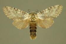 Cerura vinula (Linnaeus, 1758)