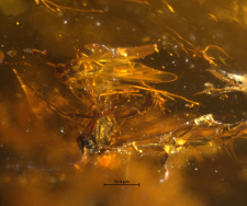 Chironomidae