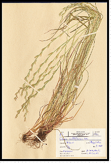 Lolium multiflorum Lam.