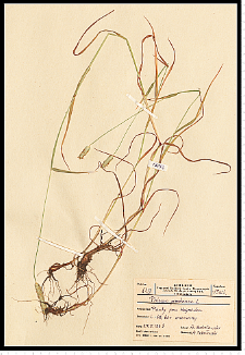 Phleum pratense L.