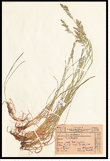 Poa pratensis L.