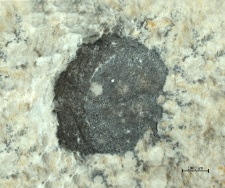 Goniodromites species
