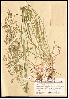 Poa pratensis L.