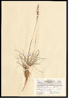 Poa pratensis L.