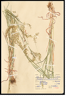 Trisetum flavescens (L.) P. Beauv.