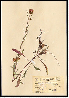 Centaurea jacea L.