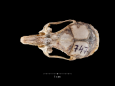 Gerbillus campestris