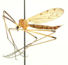 Limonia nigropunctata (Schummel, 1829)