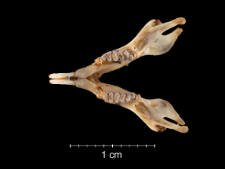 Gerbillus campestris