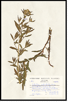 Achillea salicifolia Besser