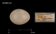 Luscinia svecica