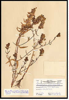 Rhinanthus serotinus (Schönh.) Obornţ