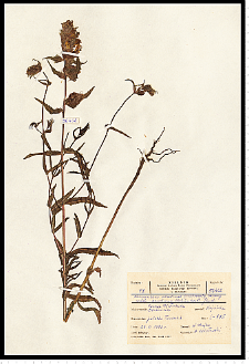Rhinanthus serotinus (Schönh.) Obornţ