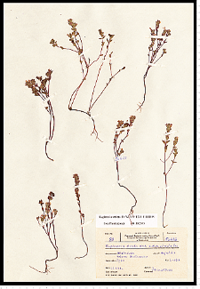 Euphrasia stricta D. Wolff ex J. F. Lehm.