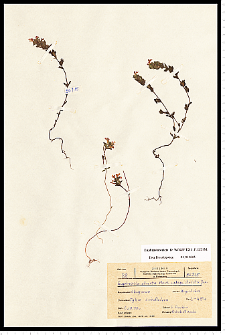 Euphrasia stricta D. Wolff ex J. F. Lehm.