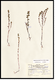 Euphrasia stricta D. Wolff ex J. F. Lehm.