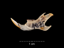 Gerbillus campestris