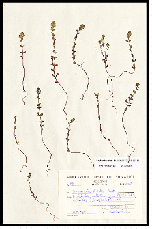 Euphrasia stricta D. Wolff ex J. F. Lehm.