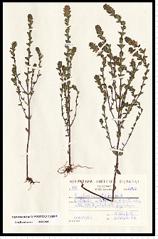 Euphrasia stricta D. Wolff ex J. F. Lehm.