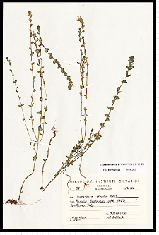 Euphrasia stricta D. Wolff ex J. F. Lehm.