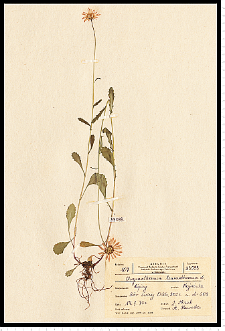 Leucanthemum vulgare Lam. s. s.