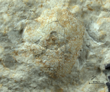 Goniodromites species