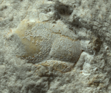 Tanidromites species