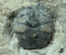 Goniodromites narinosus
