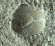 Tanidromites species