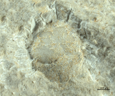 Tanidromites species