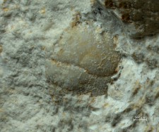 Goniodromites species