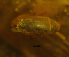 Ptinidae (Dorcatominae)