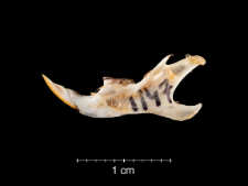 Gerbillus campestris