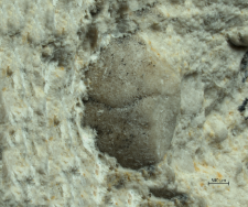Goniodromites species