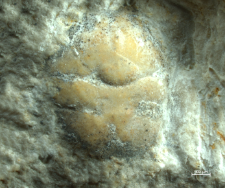 Goniodromites kubai